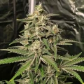 thumb of AK-48 Feminized by WeedSeedsExpress grown by WSE