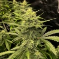 thumb of Amnesia Haze Auto by WeedSeedsExpress grown by WSE