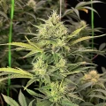 thumb of Amnesia Haze Auto by WeedSeedsExpress grown by WSE
