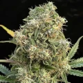 thumb of Amnesia Haze X White Widow Feminized by WeedSeedsExpress grown by WSE