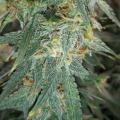 thumb of Amnesia Kush Auto by WeedSeedsExpress grown by Rock_n_Roll_Randy