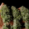 thumb of Amnesia Lemon Kush by WeedSeedsExpress grown by Zurban_Poison