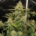 thumb of Apple Fritter Feminized by WeedSeedsExpress grown by WSE