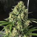 thumb of Berner's Cookies Feminized by WeedSeedsExpress grown by WSE