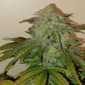 thumb of Big Jack Widow Auto by WeedSeedsExpress grown by Roberts