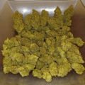 thumb of Big Jack Widow Auto by WeedSeedsExpress grown by Roberts