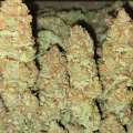 thumb of Black Domina Feminized by WeedSeedsExpress grown by Tropicannibis_Todd
