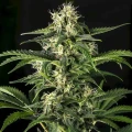 thumb of Blue Cookies Feminized by WeedSeedsExpress grown by WSE