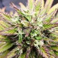 thumb of Bruce Banner Auto by WeedSeedsExpress grown by Mosquito_Haarlem_Holland