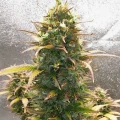 thumb of Bruce Banner Auto by WeedSeedsExpress grown by Mosquito_Haarlem_Holland