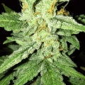 thumb of Bruce Banner Auto by WeedSeedsExpress grown by Rock_n_Roll_Randy