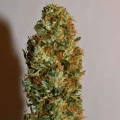 thumb of Bruce Banner by WeedSeedsExpress grown by Silky_smooth