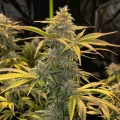 thumb of Bubblegum Feminized by WeedSeedsExpress grown by WSE
