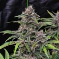 thumb of CBD Purple Kush Auto by WeedSeedsExpress grown by WSE