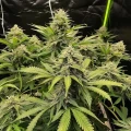 thumb of CBD White Widow Autoflower by WeedSeedsExpress grown by WSE