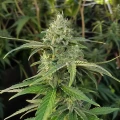 thumb of CBD White Widow Autoflower by WeedSeedsExpress grown by WSE