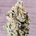 thumb of Cherry Pie Auto by WeedSeedsExpress grown by McBubatz