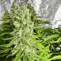 thumb of Chiquita Banana by WeedSeedsExpress grown by RebelMove