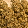 thumb of Chiquita Banana by WeedSeedsExpress grown by RebelMove