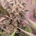 thumb of Chiquita Banana by WeedSeedsExpress grown by Theia
