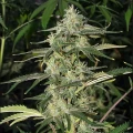 thumb of Chocolate Thai Feminized by WeedSeedsExpress grown by WSE