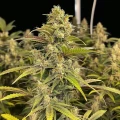 thumb of Colombian Gold Feminized by WeedSeedsExpress grown by WSE