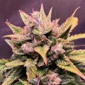 thumb of Critical Auto by WeedSeedsExpress grown by TigerLily4U