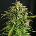 thumb of CBD Critical Mass by WeedSeedsExpress grown by Mrs_Larimar