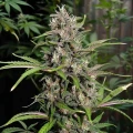 thumb of Critical Purple Autoflower by WeedSeedsExpress grown by WSE