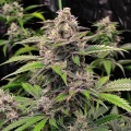 thumb of Critical Purple Autoflower by WeedSeedsExpress grown by WSE