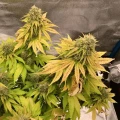 thumb of Critical White by WeedSeedsExpress grown by stauqs