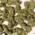 thumb of Critical White by WeedSeedsExpress grown by stauqs