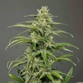 thumb of Crystal Feminized by WeedSeedsExpress grown by WSE