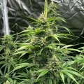 thumb of Diesel Feminized by WeedSeedsExpress grown by WSE