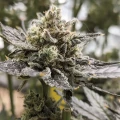 thumb of Do-si-Dos by WeedSeedsExpress grown by Theia
