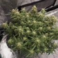 thumb of Do-si-Dos Auto by WeedSeedsExpress grown by Rock_n_Roll_Randy