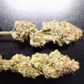 thumb of Do-si-Dos Auto by WeedSeedsExpress grown by Rock_n_Roll_Randy