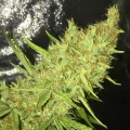 thumb of Durban Poison by WeedSeedsExpress grown by RebelMove