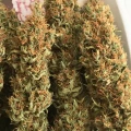 thumb of Durban Poison by WeedSeedsExpress grown by RebelMove