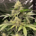 thumb of Fat Bastard Feminized by WeedSeedsExpress grown by WSE