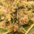 thumb of Fat Bastard Feminized by WeedSeedsExpress grown by Rangaku