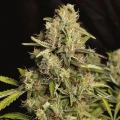 thumb of Fire OG Feminized by WeedSeedsExpress grown by WSE