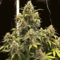thumb of Forbidden Fruit Feminized by WeedSeedsExpress grown by WSE