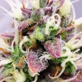 thumb of Gelato Auto by WeedSeedsExpress grown by AsNoriu