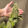 thumb of Ghost Train Haze by WeedSeedsExpress grown by Papa_T