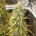 thumb of Girl Scout Cookies Auto by WeedSeedsExpress grown by Mosquito_Haarlem_Holland