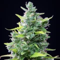 thumb of Girl Scout Cookies Auto by WeedSeedsExpress grown by cannabeast40weed
