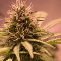 thumb of Girl Scout Cookies by WeedSeedsExpress grown by Camaro1691