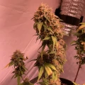 thumb of Girl Scout Cookies by WeedSeedsExpress grown by Camaro1691