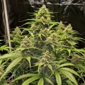 thumb of Gold Leaf Auto by WeedSeedsExpress grown by WSE